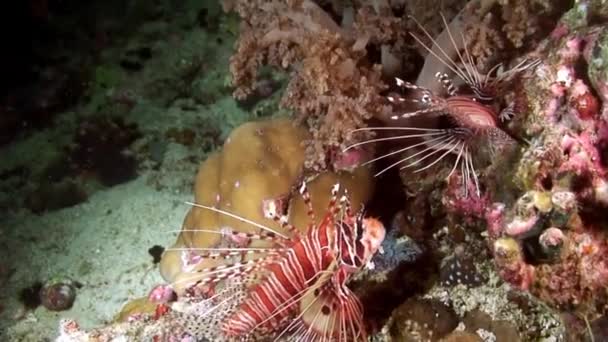 Pez escorpión rayado en el océano submarino de Filipinas . — Vídeo de stock