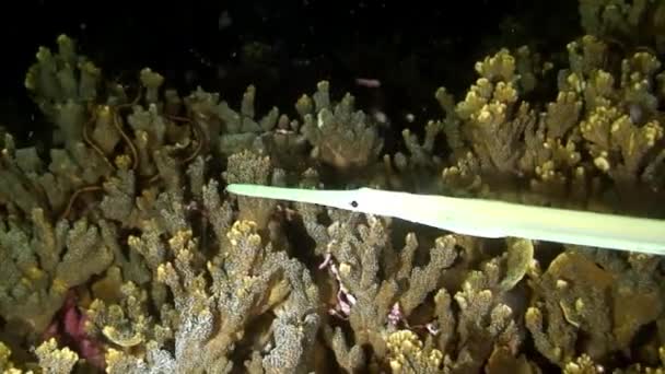 Trumpetfish chinês amarelo e mergulhadores mão no subaquático do mar . — Vídeo de Stock