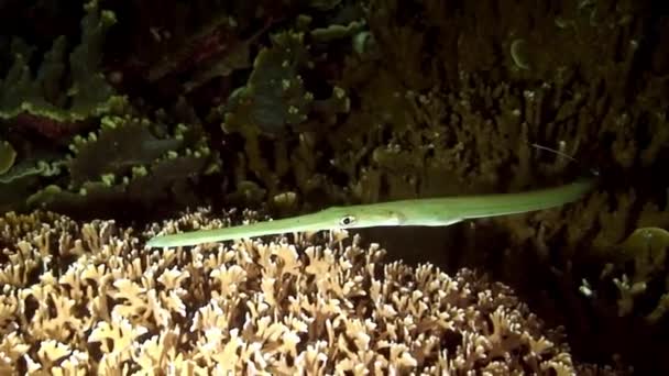 Yellow Chinese Trumpetfish on coral reef in underwater of sea.