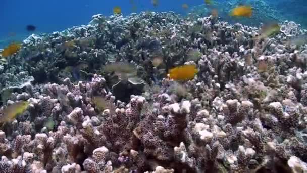 Gul liten fisk på korallrev på Filippinska havets havsbotten. — Stockvideo