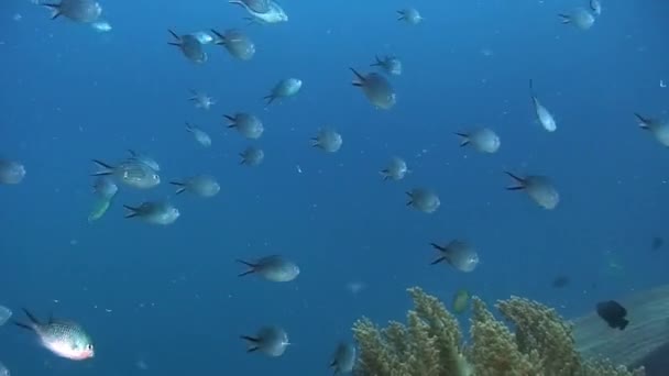 Fish on coral reef in underwater world of Philippine Sea. — Stock Video