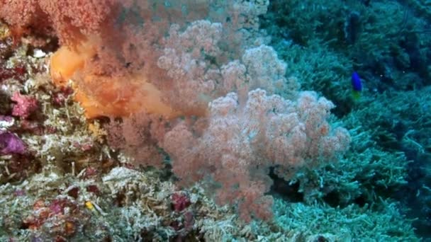 Mjuk korall på bakgrunden havsbotten under vatten i Röda havet. — Stockvideo