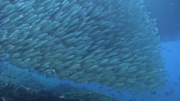 Σχολείο ψαριών στον κοραλλιογενή ύφαλο σε ακτίνες του ήλιου κάτω από το νερό. — Αρχείο Βίντεο