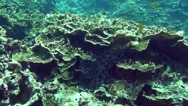 Poissons dans le monde sous-marin corail de la mer des Philippines . — Video