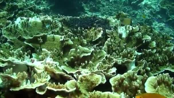 Escuela de peces pequeños en el mundo submarino de coral del Mar de Filipinas. — Vídeo de stock