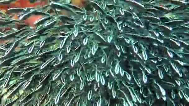 필리핀 해양 생물계에 있는 줄무늬 물고기 떼. — 비디오