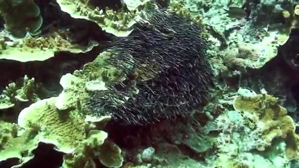フィリピン海の水中世界のサンゴの縞模様魚の学校. — ストック動画