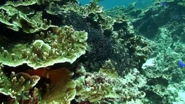 Escuela de peces pequeños en el mundo submarino de coral del Mar de Filipinas. — Vídeos de Stock