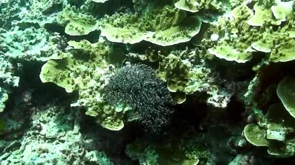 Filipin Denizi 'nin sualtı dünyasındaki küçük balık sürüsü. — Stok video