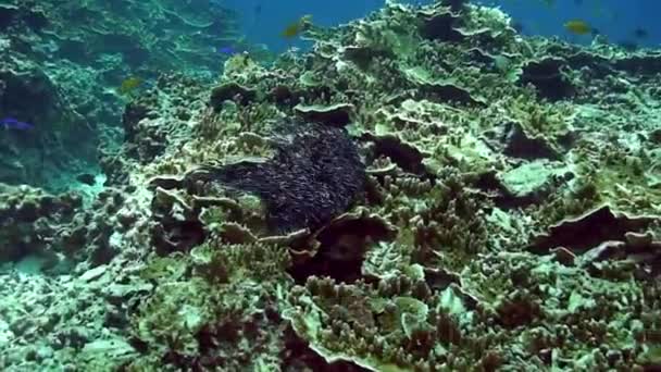 Scuola di pesce a strisce nel mondo sottomarino corallo del Mar delle Filippine . — Video Stock