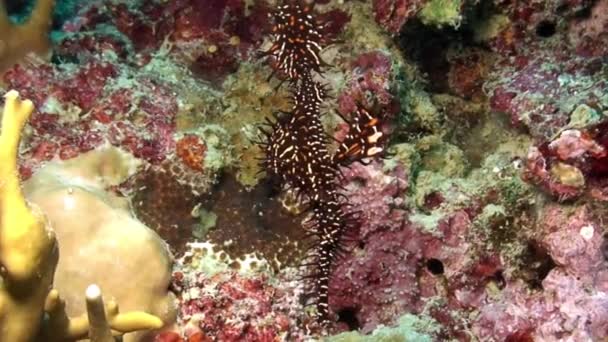 Black sea Horse on pink coral Gorgonaria underwater world of Philippine Sea. — Stock Video