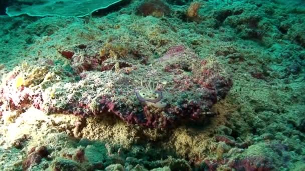 フィリピン海の海底に丸みを帯びたヌーディブランチ軟体動物の海のナメクジ. — ストック動画