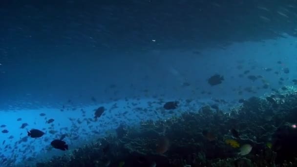 Escuela de peces bajo el agua Mar de Filipinas. — Vídeo de stock