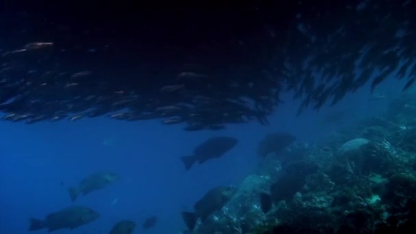 Σχολείο ψαριών κάτω από το νερό της θάλασσας των Φιλιππίνων. — Αρχείο Βίντεο