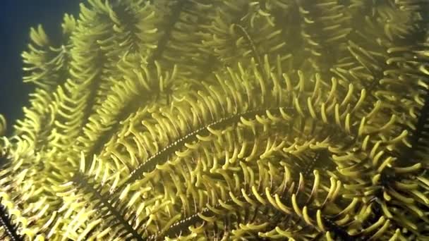 Lírio-do-mar-amarelo planta subaquática do Mar das Filipinas . — Vídeo de Stock