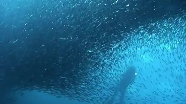 Taucher mit Unterwasser-Roller in Fischschule unter philippinischem Meer. — Stockvideo