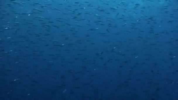 Suyun altındaki balık grupları Filipin Denizi. — Stok video