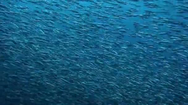 Group fish underwater Philippine Sea. — Stock Video