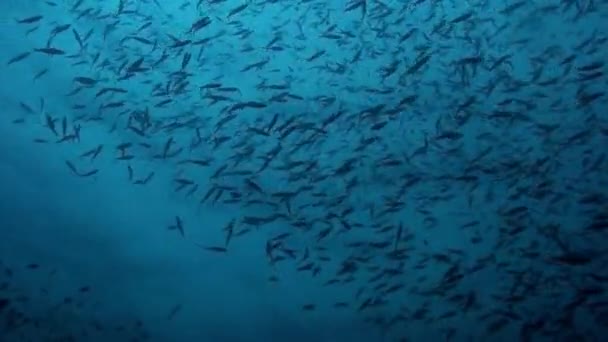 Group fish underwater Philippine Sea. — Stock Video