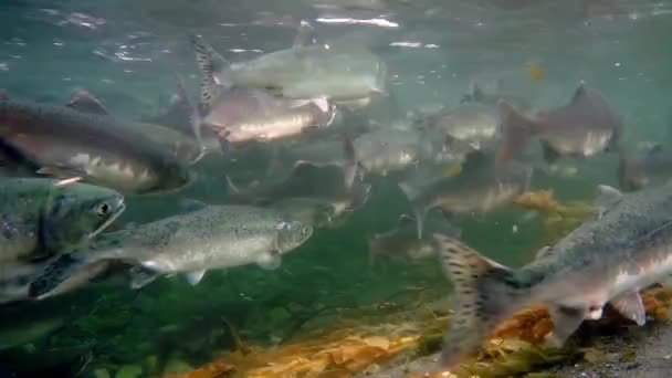 School van zalm vis onderwater van de Zee van Okhotsk. — Stockvideo