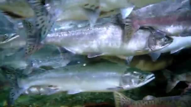 Lososovití Oncorhynchus gorbuscha lososi pod vodou v moři.