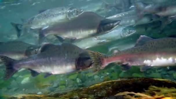 Escola de peixes de salmão subaquático nadando contra a corrente no mar . — Vídeo de Stock