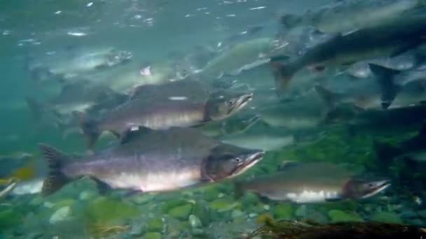 School of Salmonidae Oncorhynchus gorbuscha losos fish underwater in sea. — Stock video