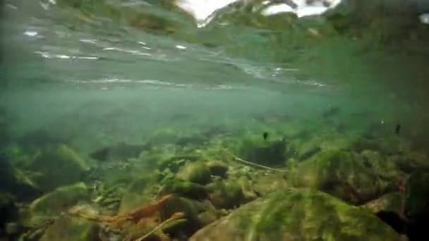 Piano generale di tiro scuola di pesce salmone sott'acqua in mare. — Video Stock