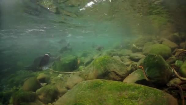 Kamienie na dnie morza i szkoła różowego łososia podwodnego w morzu. — Wideo stockowe