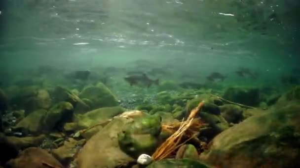 Plan general de tiro escuela de salmón peces bajo el agua en el mar. — Vídeos de Stock
