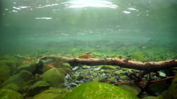 Droge boom, stenen op de zeebodem en school roze zalmvissen onder water in zee. — Stockvideo