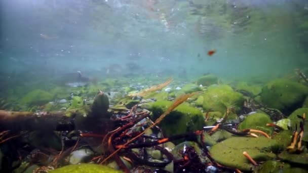 Torrträd, stenar på havsbotten och stim av rosa laxfisk under vatten i havet. — Stockvideo