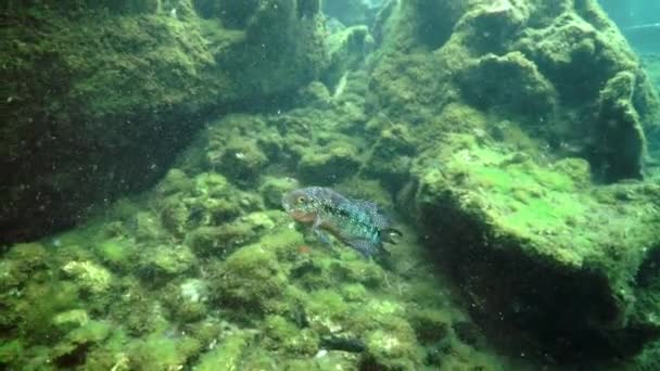 Víz alatti barlangok Yucatan Mexikó cenotes. — Stock videók