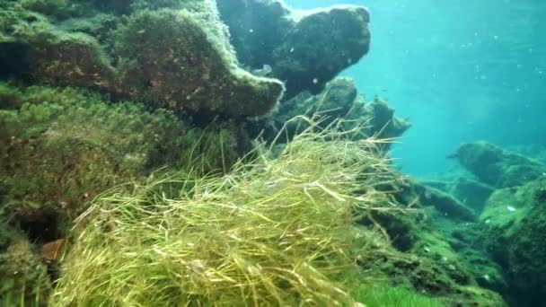 Unterwasserhöhlen in Yucatan Mexiko Cenoten. — Stockvideo