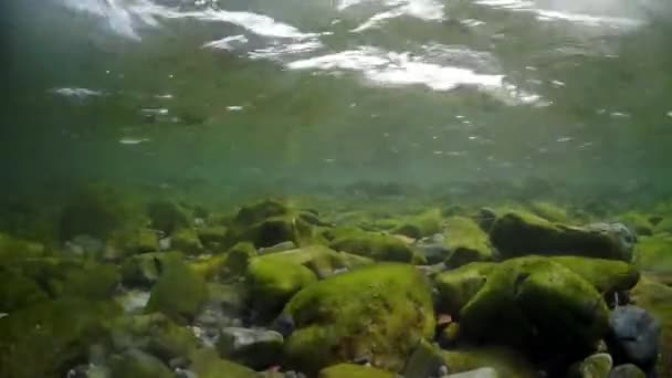 Piano generale di tiro scuola di pesce salmone sott'acqua in mare. — Video Stock