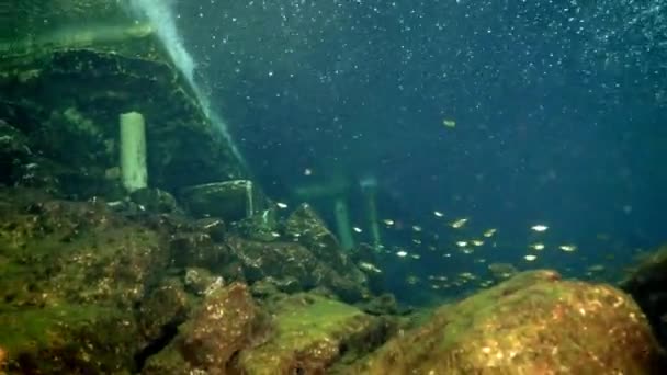 Grot duiken onder water in Yucatan Mexico cenotes. — Stockvideo