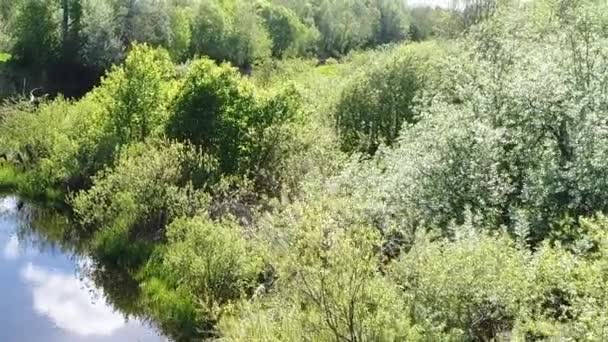 Prachtig uitzicht op bos rivier met transparant gevuld met vers water omgeven door groen veld met een prachtig landschap filmische uitzichten. Concept klimaat buiten natuur. — Stockvideo