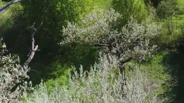 Paysage étonnant de la rivière steppe avec surface miroir d'eau pure entourée d'une forêt verte dense avec une vue imprenable sur le paysage cinématographique. Concept climat nature nature .