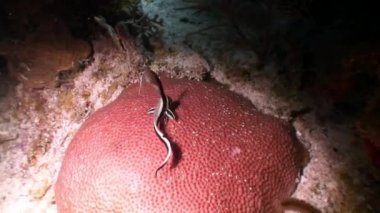 Karayip Denizi 'ndeki mercan resiflerinin deniz sakinleri..