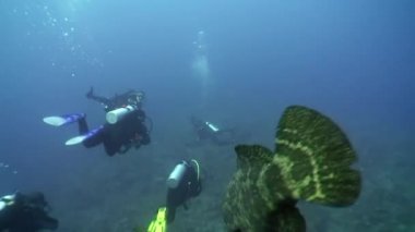Orfoz balığı, Karayip Denizi 'nde insan dalgıcının yanında..