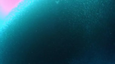 Balık ve sualtı yaban hayatının okul davranışları.