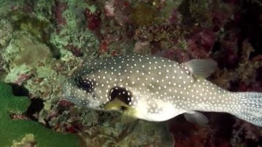 Beyaz ve kırmızı mercanlı aktinopterygii kirpi balığı sualtında yiyecek arıyor..