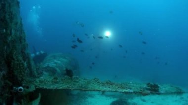 Balık ve sualtı yaban hayatının okul davranışları.