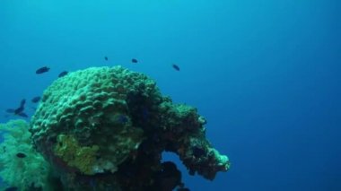 Mavi balık ve mercan sürüsü Truk Adaları 'nda batan gemi enkazı.