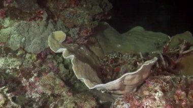 Filipin Denizi 'nin dibindeki su altı pembe ve beyaz mercan Gorgonaryası.