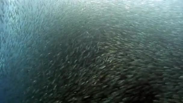 Гармоничное и синхронное движение одной стаи рыб под водой . — стоковое видео