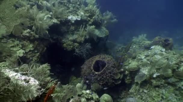 Meeresboden in der karibischen Unterwasserwelt. — Stockvideo