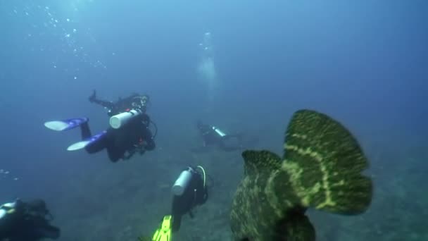 Peces gruñones cerca de personas buceadoras en el mar Caribe submarino . — Vídeo de stock