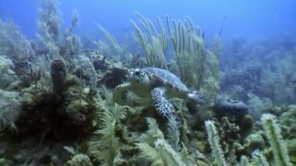 Sköldpadda på havsbotten i orörda marina djur på Kuba. — Stockvideo