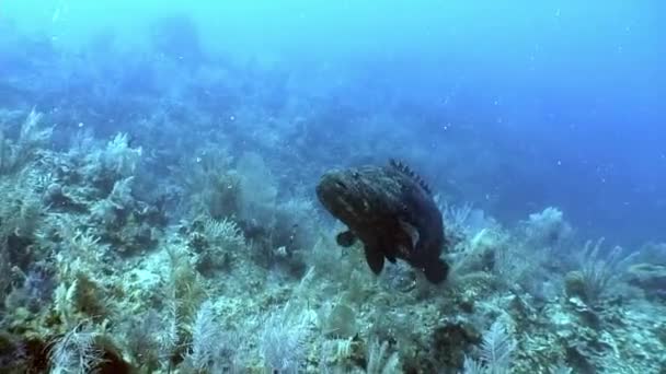 Jättestor wrasse fisk på bakgrunden av undervattens landskap Karibiska havet. — Stockvideo